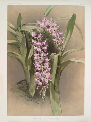 J Sander Vintage Orchids 002 : Savage's Aerides Orchid "Aerides Savageanum"