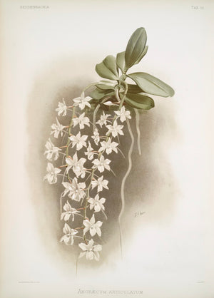 J Sander Vintage Orchids 003 : Dwarf Angraecum or Articulated Angraecum Orchid "Angraecum Articulatum"