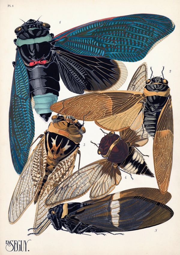 E.A. Séguy Insect Lithograph Print: Plate 1 Cicadas