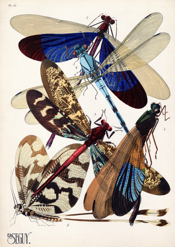 E.A. Séguy Insect Lithograph Print: Plate 10 - Damesfly II