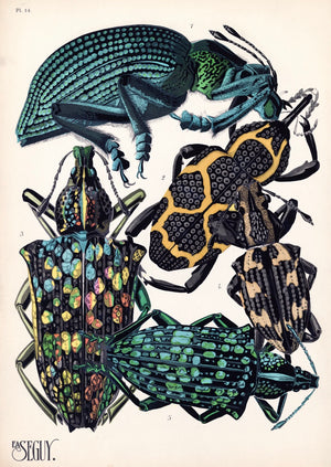 E.A. Séguy Insect Lithograph Print: Plate 14 - Diamond Beetles