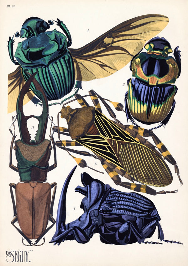 E.A. Séguy Insect Lithograph Print: Plate 15 - More Beetles