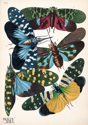 E.A. Séguy Insect Lithograph Print: Plate 16 - Lantern Fly