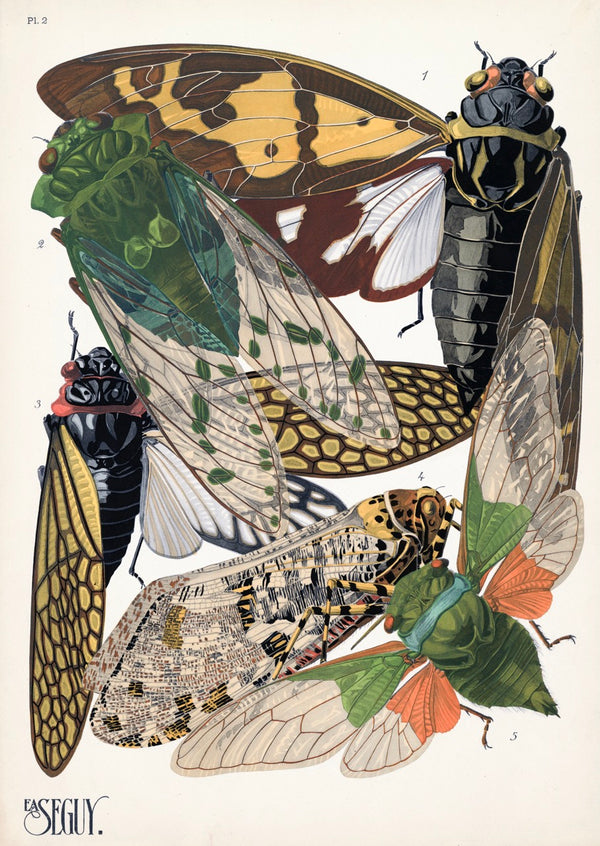 E.A. Séguy Insect Lithograph Print: Plate 2 More Cicadas