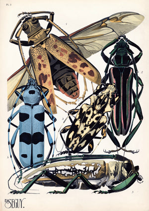 E.A. Séguy Insect Lithograph Print: Plate 3 Long Horn Beetles