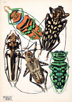 E.A. Séguy Insect Lithograph Print: Plate 4 Beetles