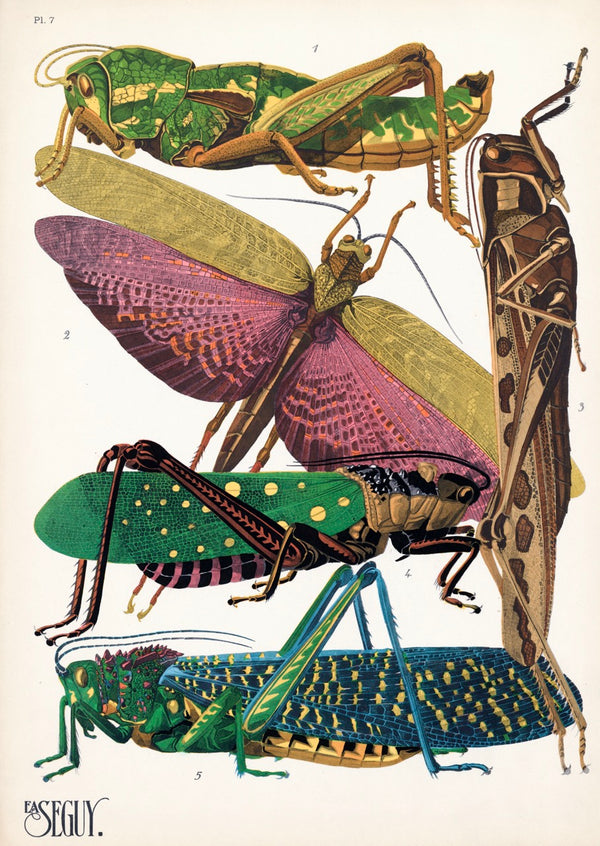 E.A. Séguy Insect Lithograph Print: Plate 7 Grasshoppers