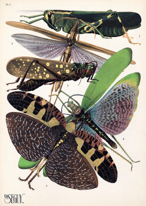 E.A. Séguy Insect Lithograph Print: Plate 8 - Locusts