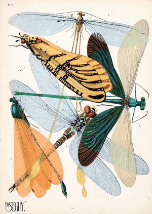 E.A. Séguy Insect Lithograph Print: Plate 9 - Damesfly