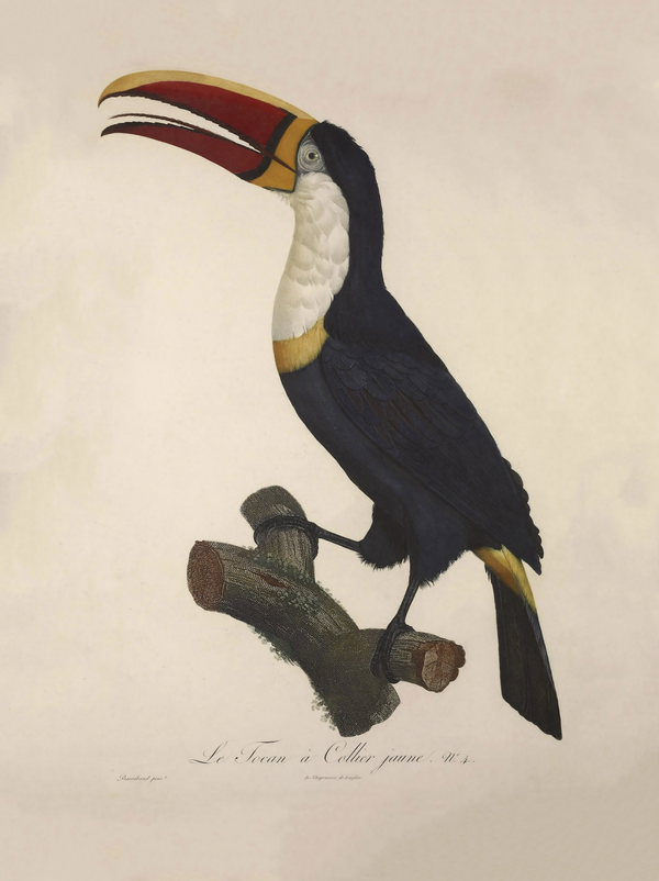 Yellow Collared French Toucan