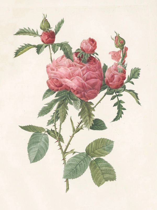 Pierre J. Redouté Floral Rose Lithograph Flower Plate 23