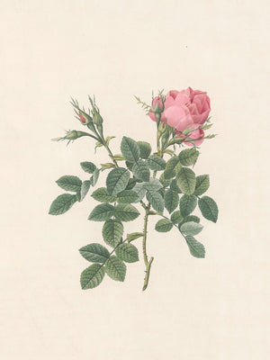 Pierre J. Redouté Floral Rose Lithograph Flower Plate 26