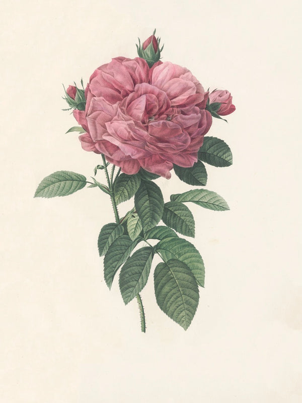 Pierre J. Redouté Floral Rose Lithograph Flower Plate 29