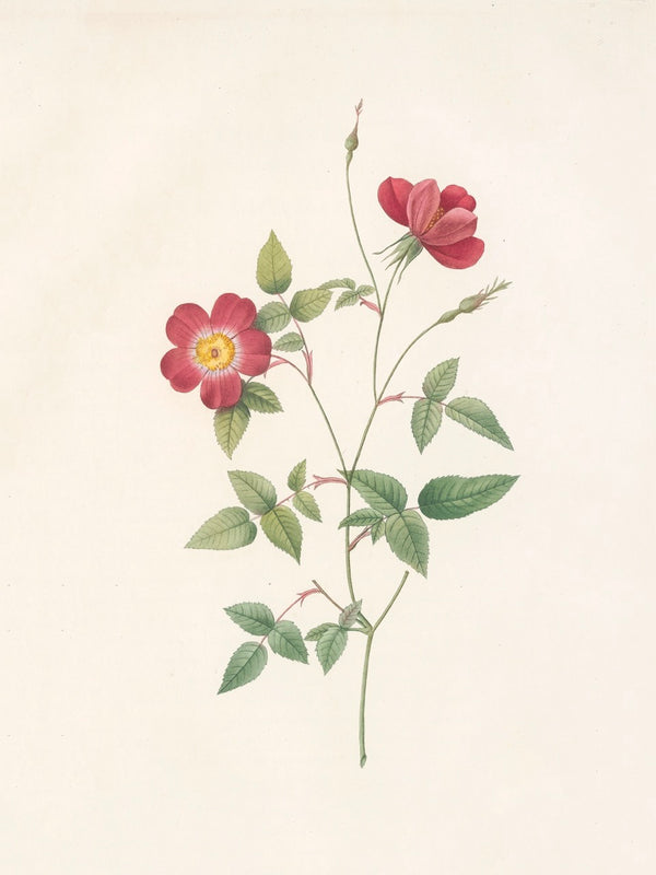 Pierre J. Redouté Floral Rose Lithograph Flower Plate 35