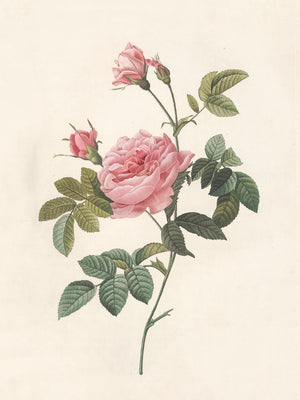 Pierre J. Redouté Floral Rose Lithograph Flower Plate 67