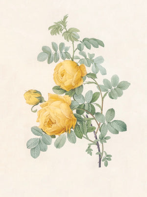 Pierre J. Redouté Floral Rose Lithograph Flower Plate 160 : Yellow Roses