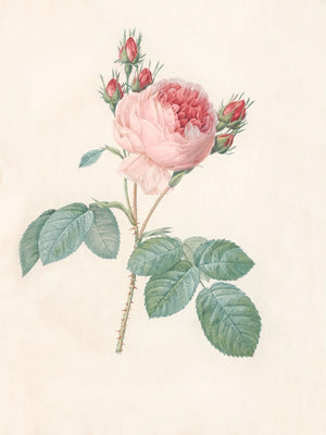 Pierre J. Redouté Floral Rose Lithograph Flower Plate 162