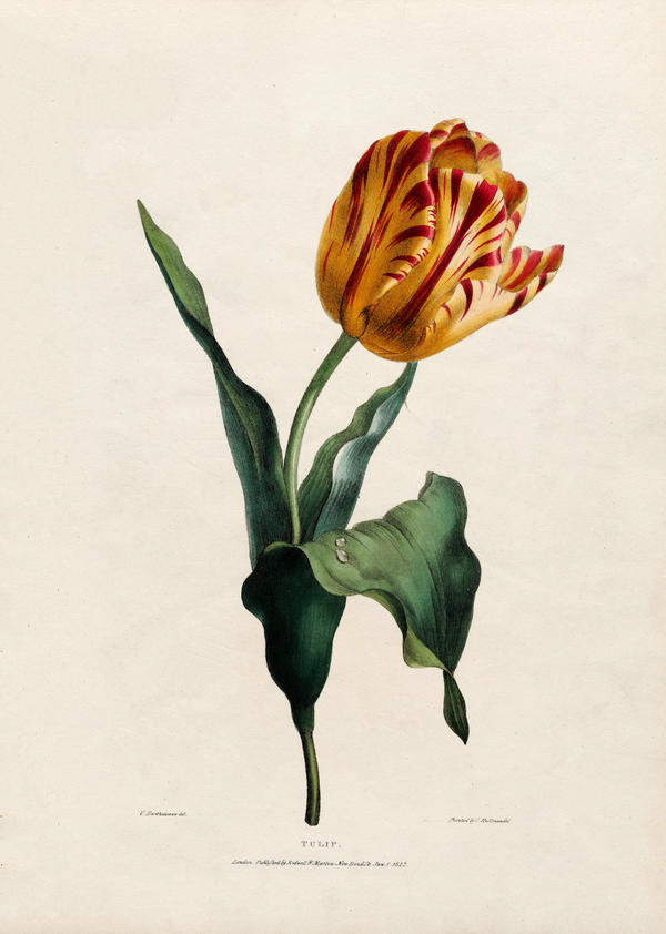 Yellow Striped Tulip Flower Colorful Lithograph by Valentine Bartholomew