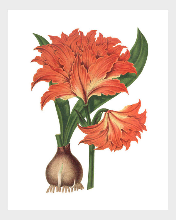 Orange Amaryllis Flower Floral Vintage French Botanical Print Digital Download