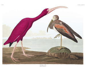 Scarlet Ibis Bird Lithograph