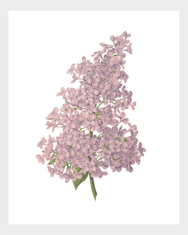 Lilac Print Vintage French Botanical Print Digital Download