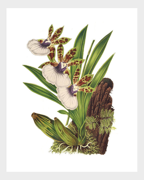 Tiger Orchid Vintage French Botanical Print Digital Download