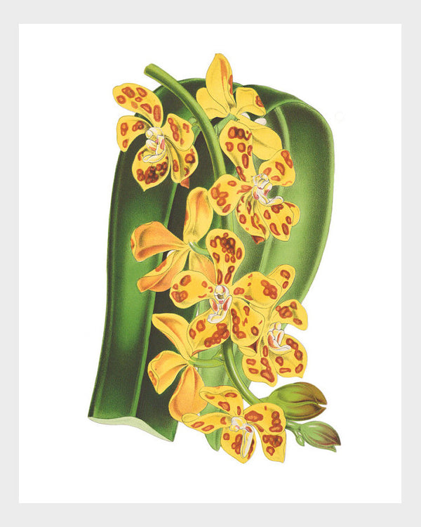 Vanda Yellow Orchid Vintage French Botanical Print Digital Download