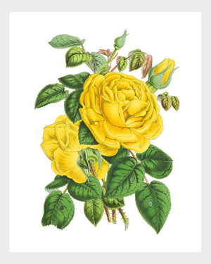 Yellow Roses Vintage French Botanical Print Floral Flower Flora Digital Download